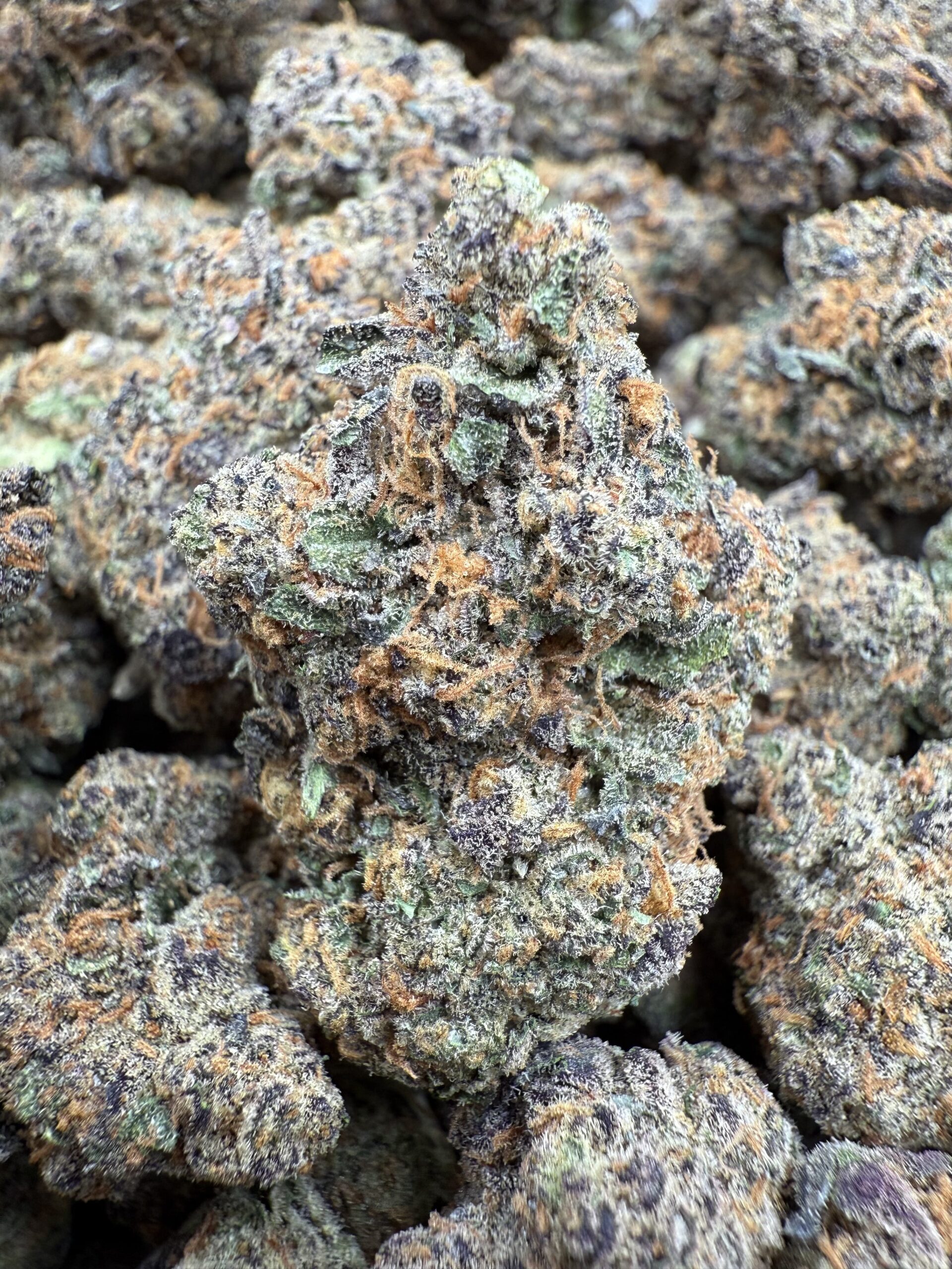 Premium Indoor Weed Wharf DC